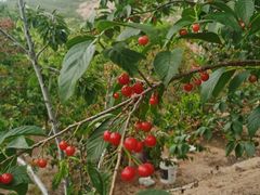 -北宅大永樱桃采摘基地(崂山总部)