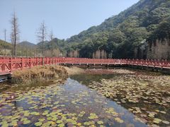-广州市石门国家森林公园
