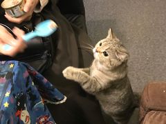 -猫色咖啡·猫咖