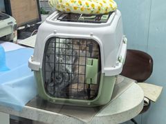 -纳吉亚猫专科动物诊疗中心(蒋宅口分院)