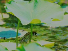 -莲花池公园