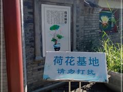 -莲花池公园