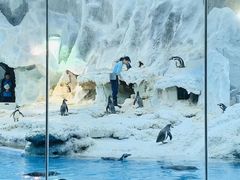 -帝企鹅自助餐厅•儿童岛•真企鹅(长隆企鹅酒店)