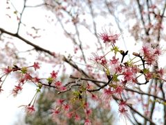 -上海辰山植物园