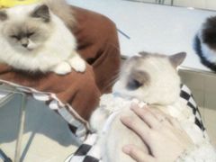 -怪兽屋·羊驼·猫咖·狗咖(俊华广场店)