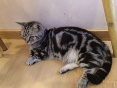 -猫咪派对(江南西店)