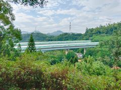 -深圳仙湖植物园