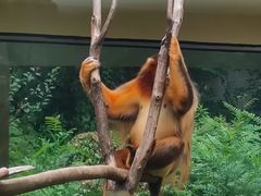 -合肥野生动物园
