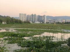 -洱海月湿地公园