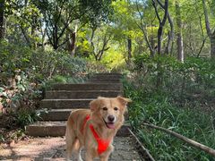 -杭州半山国家森林公园