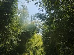 -沐川竹海旅游景区