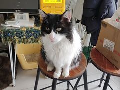 -平行世界·猫咖(首经贸店)
