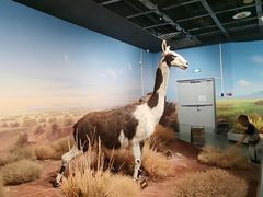 -陕西自然博物馆