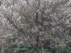 -鸡鸣汤包(红山动物园店)