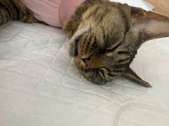 -达爱动物医院·犬猫分区·CT·复杂眼科(远洋山水分院)