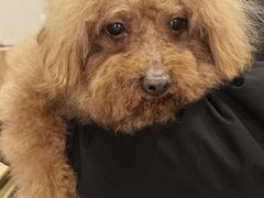 -瑞派宠物医院·犬猫全科·猫友好(宾水西道店)