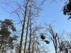 -岳麓山风景名胜区