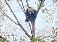-成都大熊猫繁育研究基地