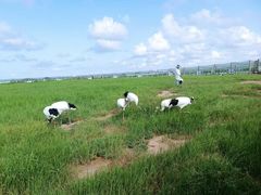 -盐城丹顶鹤湿地生态旅游区