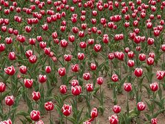 -廊坊文化艺术中心