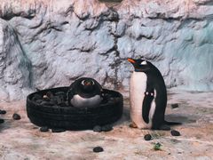 -珠海长隆海洋王国