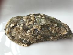 -Oyster Talks 四度蚝法餐厅