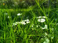 -大渡口区义渡公园