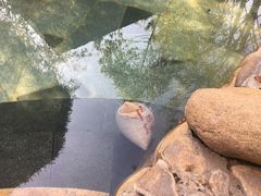 -深业半汤御泉庄温泉