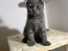 -汪喵宠物医院·骨科心脏影像·犬猫急重症ICU诊疗中心(成华分院)