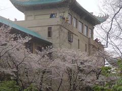 -武汉大学-樱园
