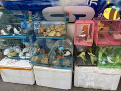 -清平路水族市场