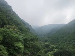 -苏家坨柳林村二月兰花海