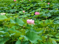 -荷塘月色湿地公园·向阳花洲