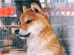 -诺诺宠屋(欧洲城店)
