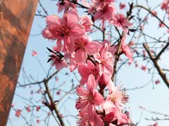 -重庆彩云湖湿地公园