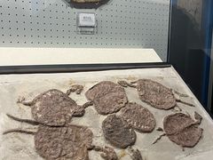 -辽宁古生物博物馆