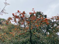 -云丘山景区