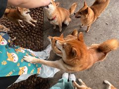 -柴犬高等学院·狗咖·柴犬售卖·宠物训练