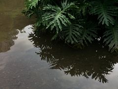 -重庆彩云湖湿地公园