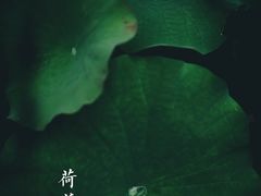 -陈家山荷花公园