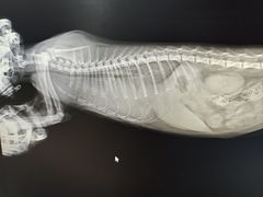 -派特宠物医院(圆融广场店)