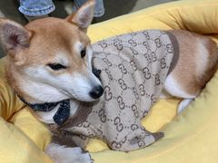 -逗柴咖啡屋·狗咖猫咖宠物桌游