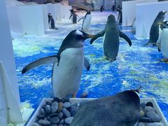 -芜湖新华联大白鲸海洋公园