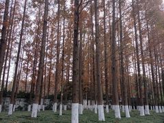 -泰州凤城河风景区-泰山公园