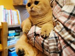 -猫猫幼稚园·撸猫·桌游·电玩