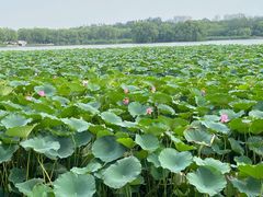 -大兴滨河森林公园