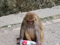 -黔灵山公园