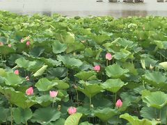 -大兴滨河森林公园