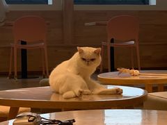 -猫腻·猫咖·撸猫馆(星光大道店)