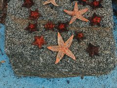 -悦海公园